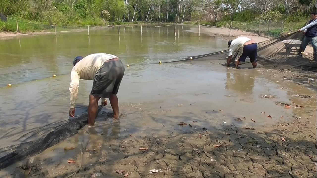 Más de la mitad de piscingranjas son afectadas por periodo de sequía