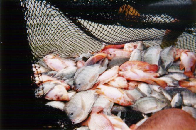 Centro de Innovación Científica Amazónica realiza capacitación para estudio de mercurio en peces
