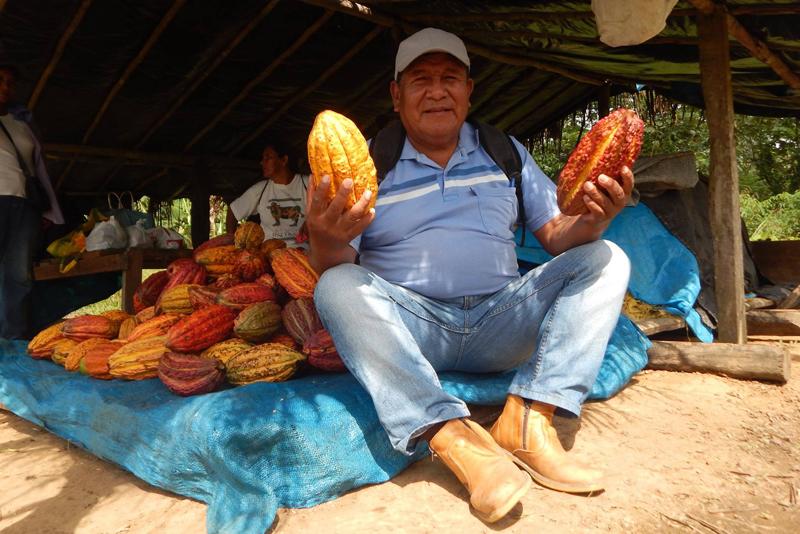 Ministerio De Agricultura y Riego incentiva proyectos en benéfico de La región de Madre de Dios con el cultivo del cacao