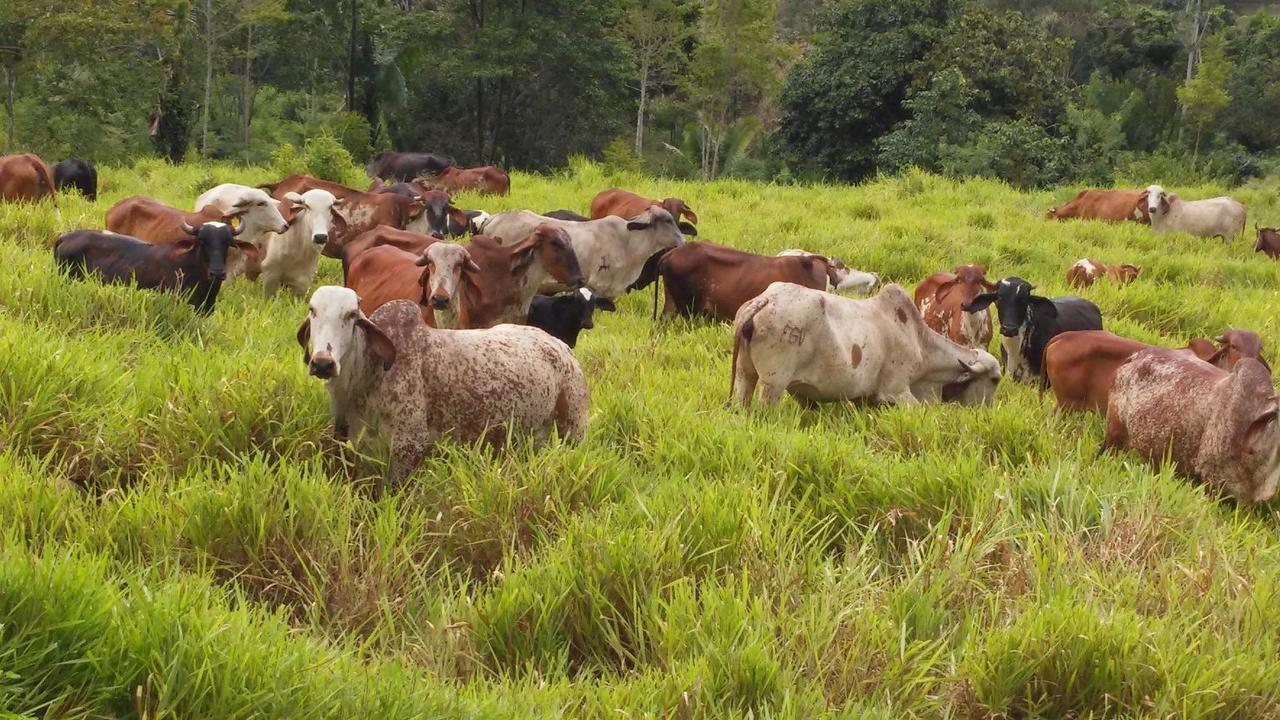 Ganaderos de Las Piedras consiguen presupuesto para proyecto engorde de ganado vacuno