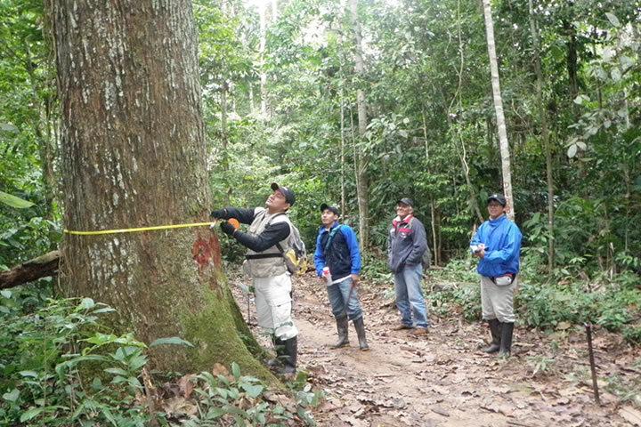 Defensoría del Pueblo solicita investigación a Dirección Regional Forestal y Fauna Silvestre