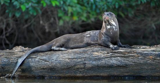Foto: Infoanimales.com