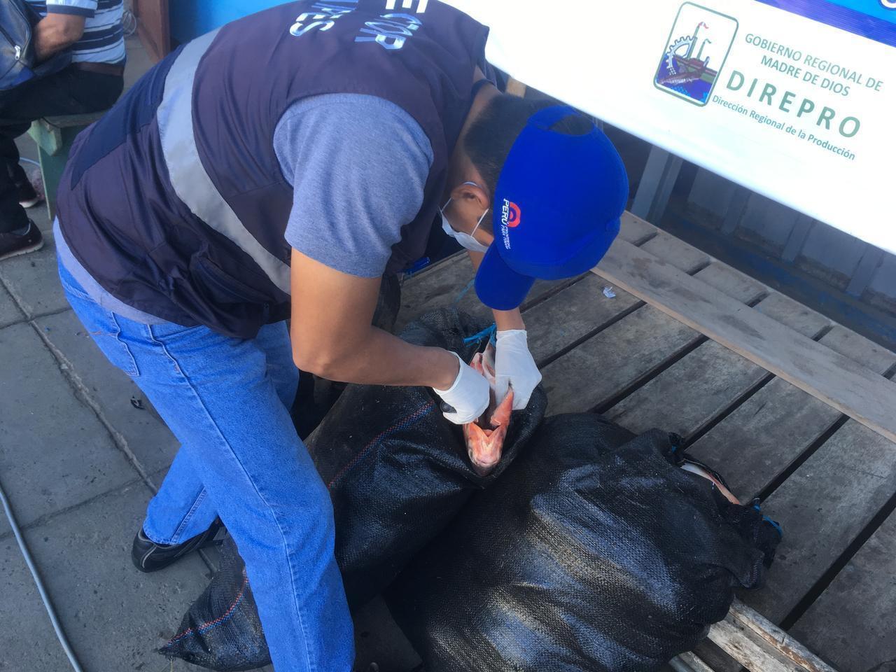 Incautan más de 800 kilos de pescado de contrabando