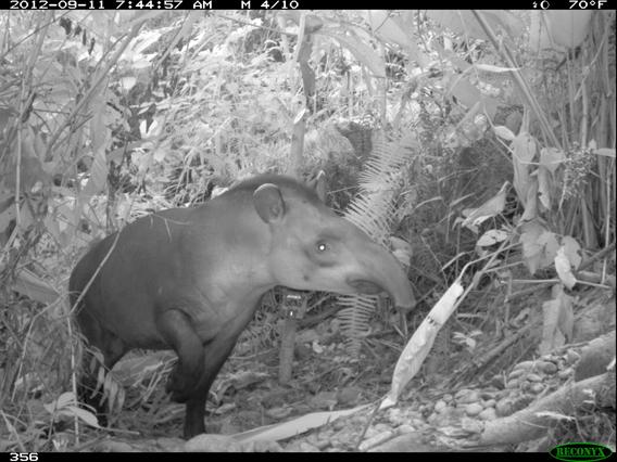 Imagen referencial. Fuente: Mongabay Latam.