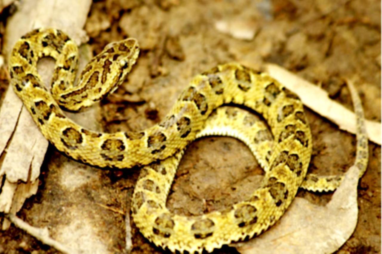 Descubren serpiente venenosa endémica en Bahuaja Sonene