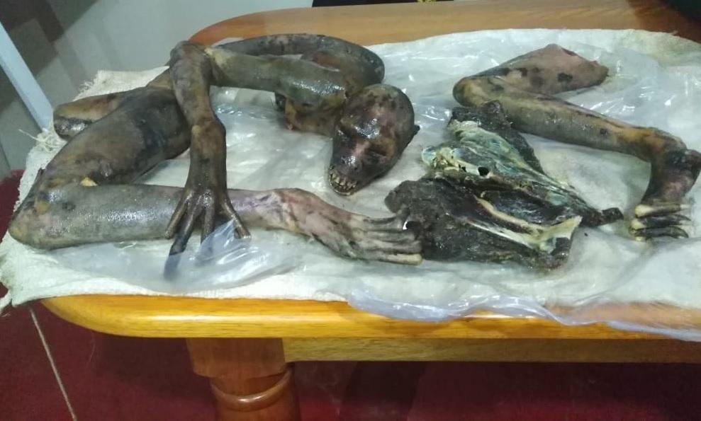 Comerciante es investigada por tráfico ilícito de productos de fauna silvestre. Fuente: Ministerio Público.
