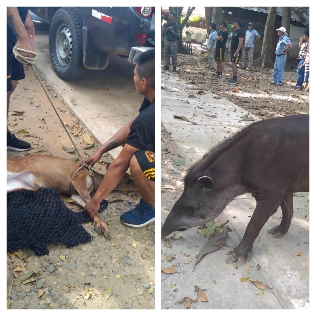 Encuentran animales silvestres en el local "El Huayruro"