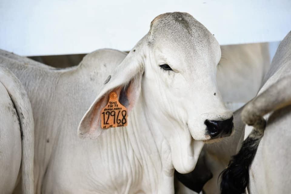 SENASA garantiza sanidad de animales en Feria ganadera de Madre de Dios