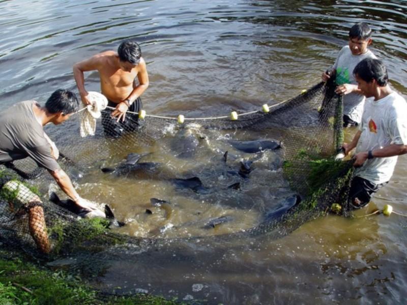 De 775 acuicultores solo 41 han pasado a la formalidad
