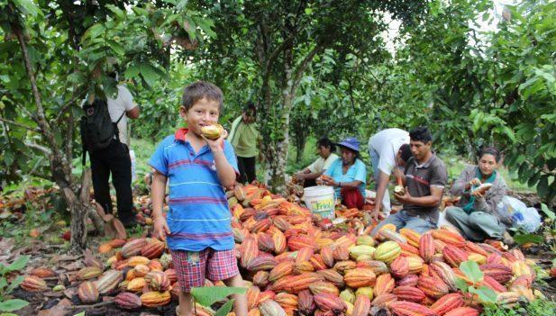 Inambari: Productores de Cacao señalan que no tienen apoyo técnico del Goremad