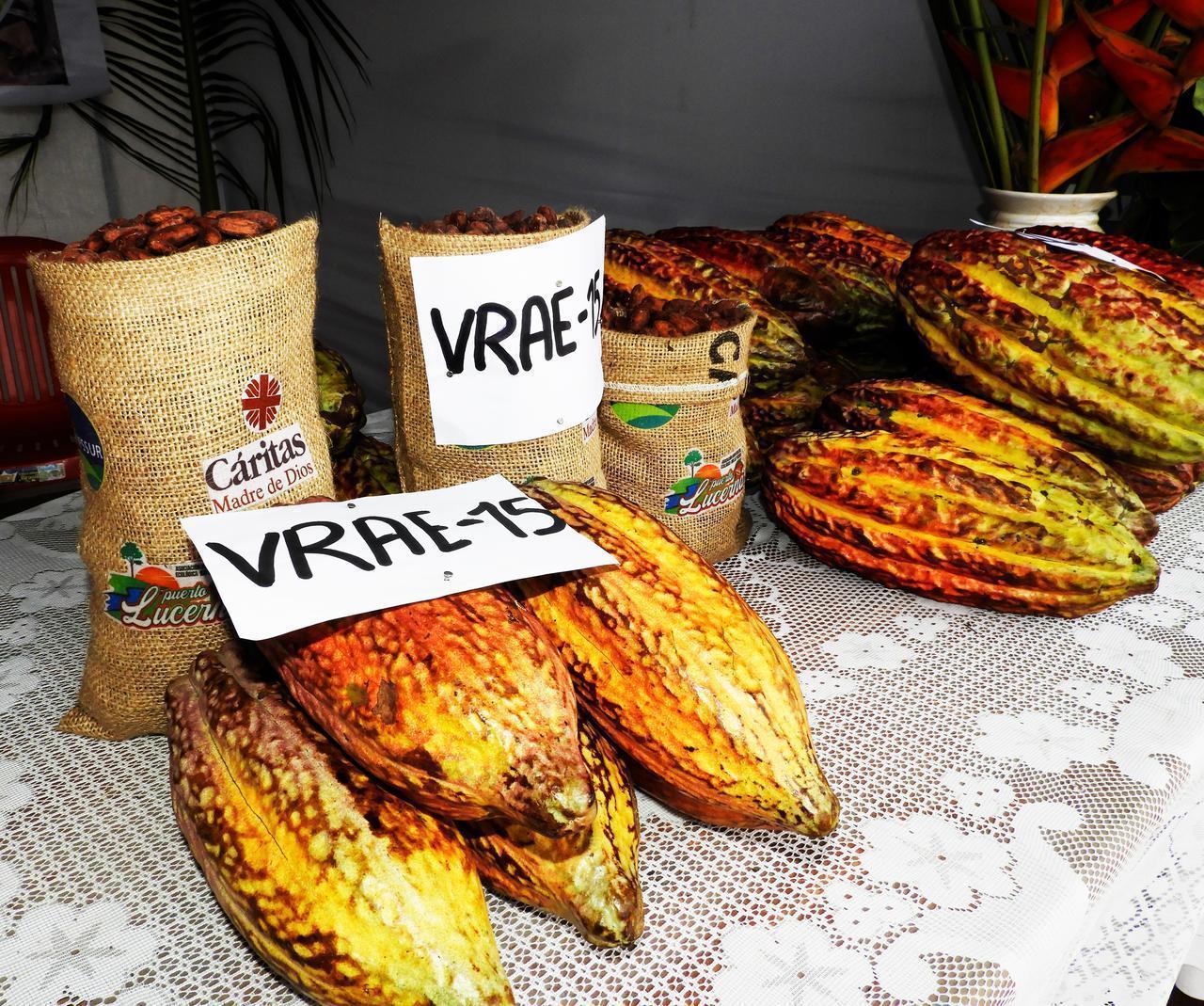 Festival del cacao.