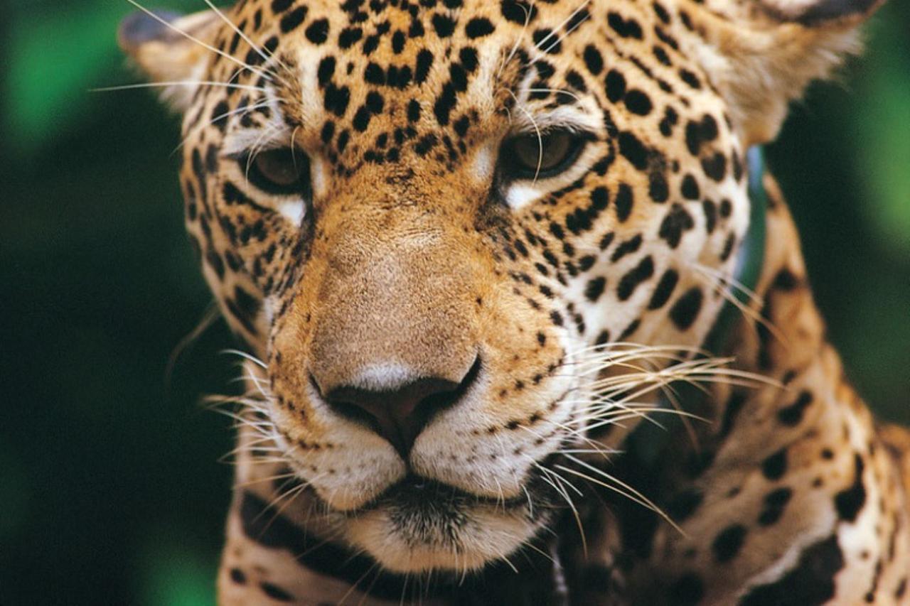 Plan de Conservación del otorongo estará listo el año 2020