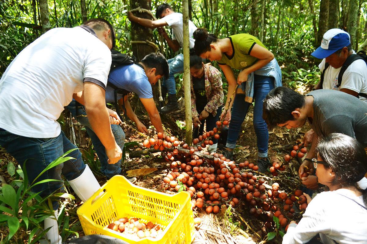 Estudiantes de la carrera Agroindustrial participación de la primera cosecha de aguaje de la temporada. Foto: Disufión.