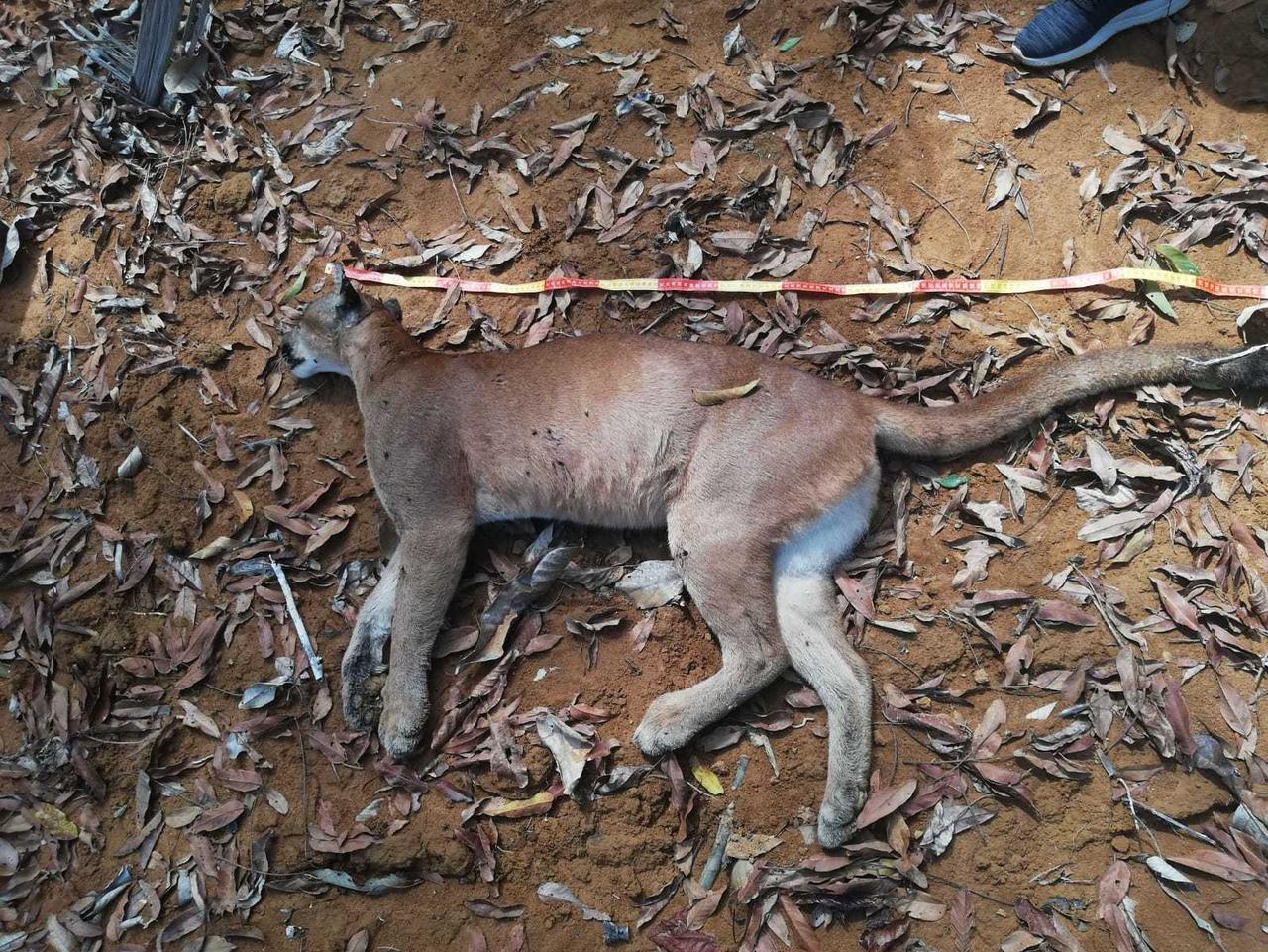 Matan a puma cerca de la comunidad Filadelfia en Tambopata