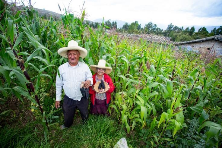 Otorgan S/ 150 millones para crear 30 mil jornales diarios en el campo