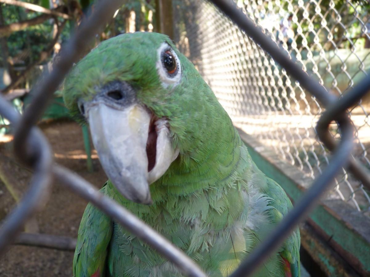 Madre de Dios: lanzan campaña para recaudar fondos y ayudar a cerca de 140 animales de zoológicos