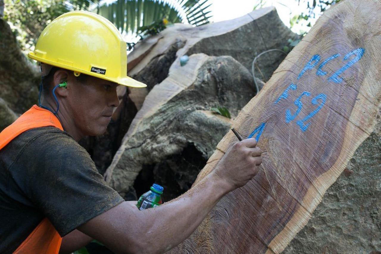 Perú tendrá sistema de información online para acreditar origen legal de madera