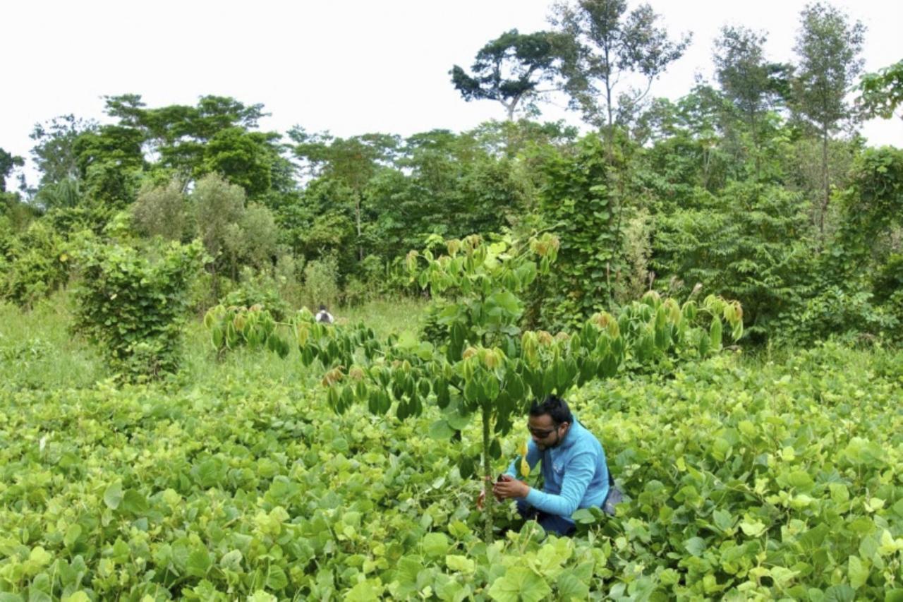Científicos de Madre de Dios trabajan por recuperar áreas afectadas por minería aurífera