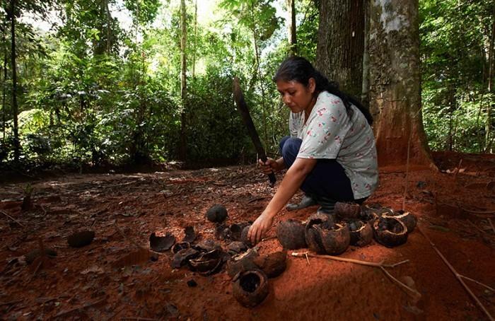 Mujer observando frutos de castaña. (Fotografía de Thomas Muller)