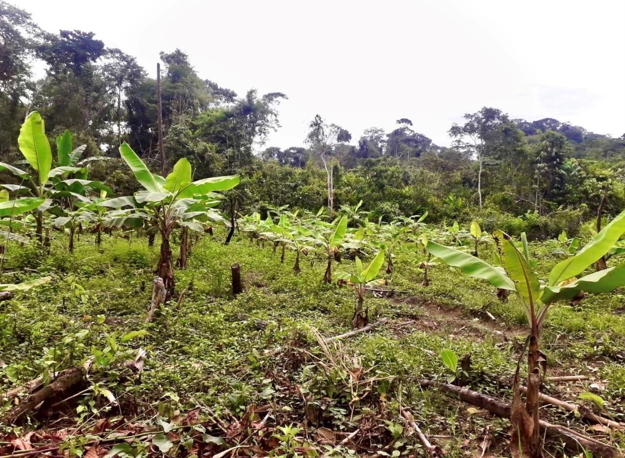 Inician investigación para promover el plátano como cultivo alternativo en Madre de Dios