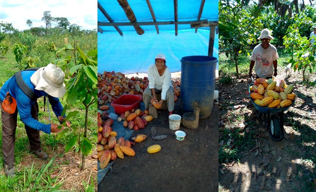 Reanudan trabajos de reforestación agroforestal que favorece a productores de cacao en Tahuamanu y Tambopata