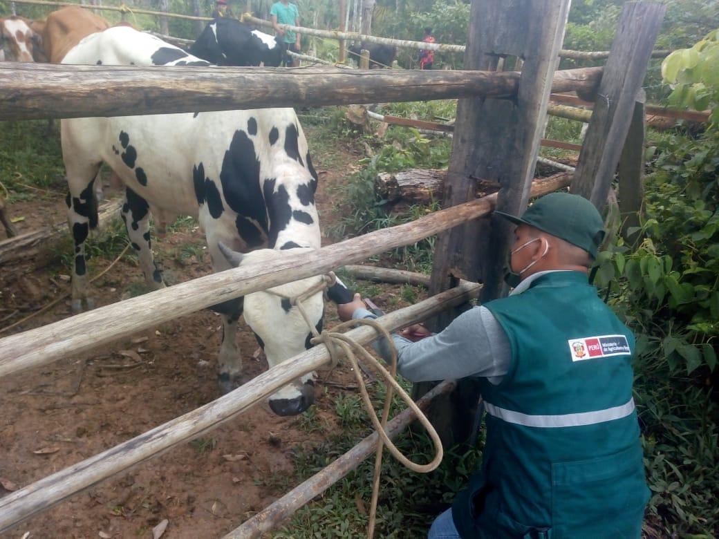 Identificarán bovinos y porcinos en beneficio del sector ganadero de Madre de Dios