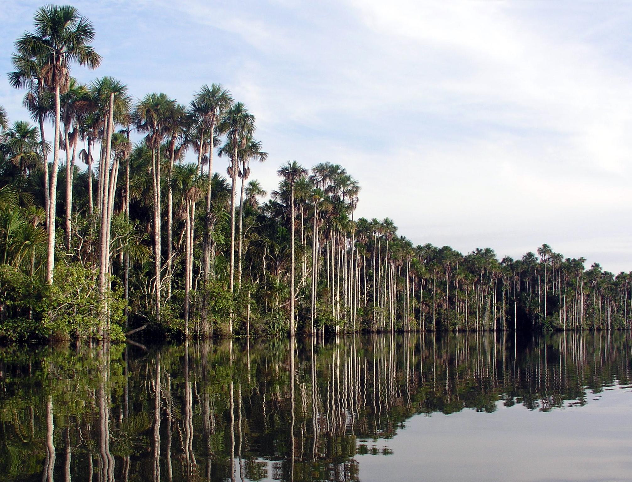 Anuncian reinicio de actividades turísticas al interior de la Reserva Nacional de Tambopata