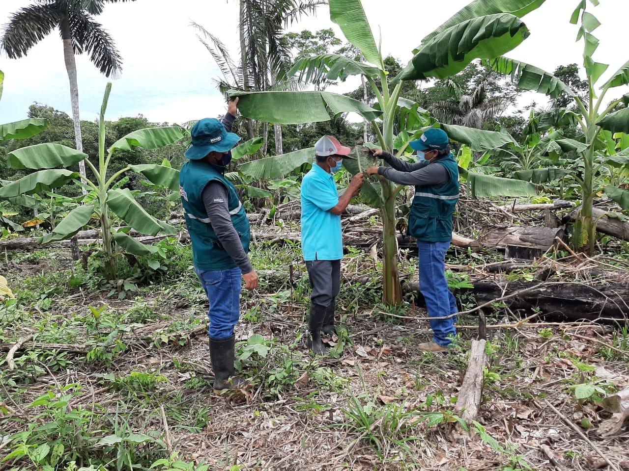 Escuelas de campo contribuyen a mejorar la producción de banano en Madre de Dios