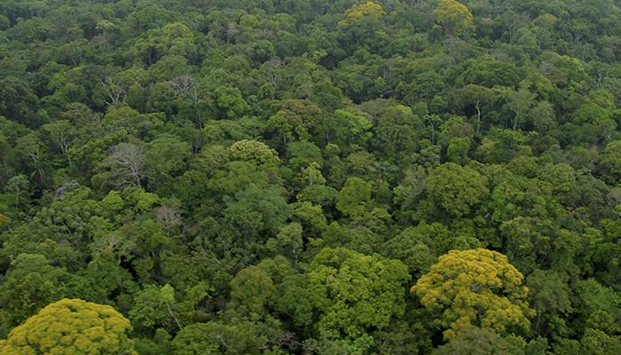 24 ecosistemas de Madre de Dios se incorporan a "Lista Sectorial de Ecosistemas Frágiles"