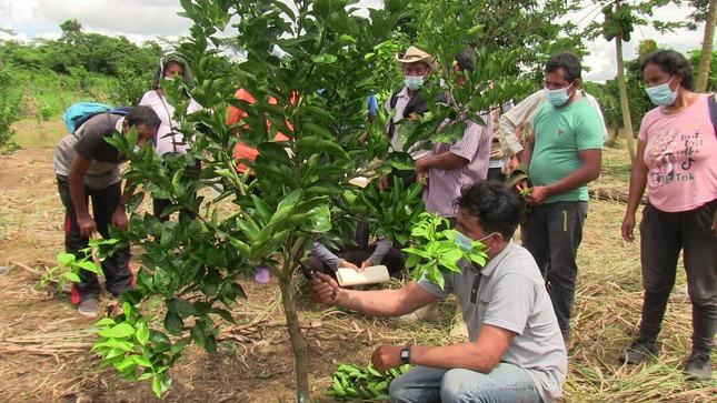 Capacitan a agricultores de Madre de Dios en fertilización de cítrico y acondicionamiento de suelos agrícolas