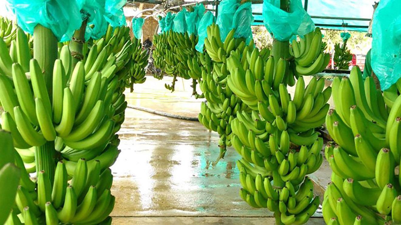 Ministros de Agricultura de la región: ¡Asistencia a nivel andino contra Foc R4T!