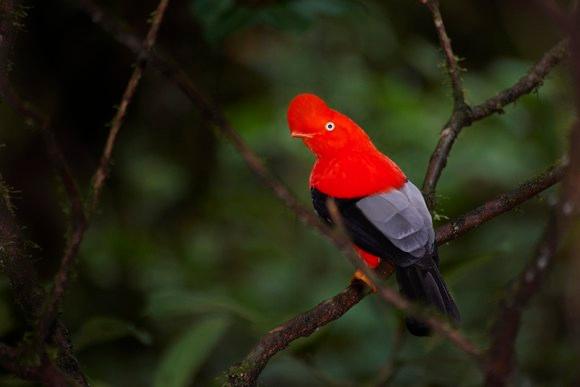 Global Big Day 2021: Madre de Dios fue la segunda región del Perú en avistar el mayor número de aves