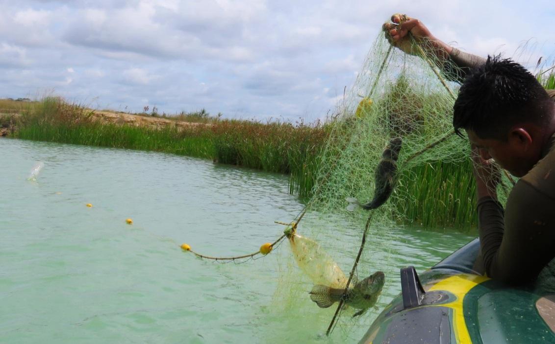 Pesca con malla agallera en poza minera abandonada en La Pampa de Madre de Dios.