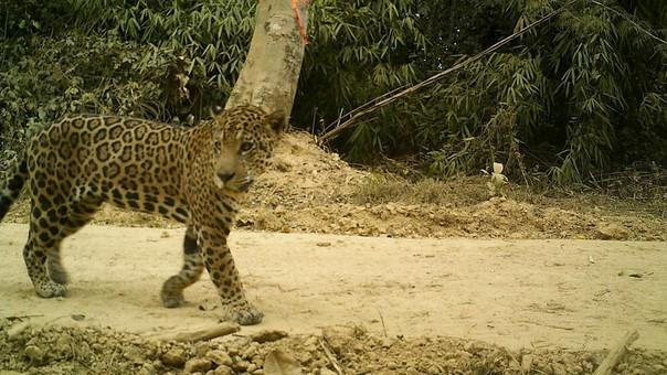 Foto: WWF Perú
