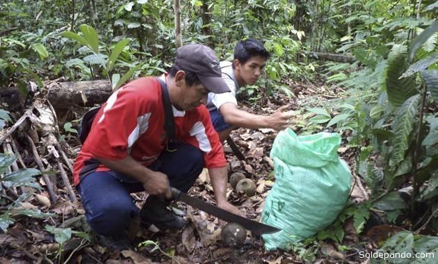 Madre de Dios: Asociación castañera reclama desarticulación en el sector