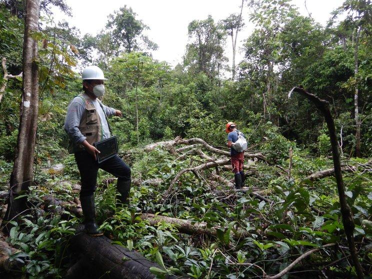 Madre de Dios: Osinfor presenta progreso en elaboración de red para proteger los recursos naturales
