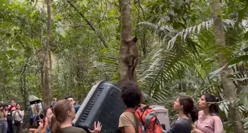 Foto: Gerencia Regional Forestal y de Fauna Silvestre