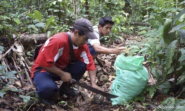Resaltan medidas para extraer la castaña y proteger la Reserva Nacional de Tambopata