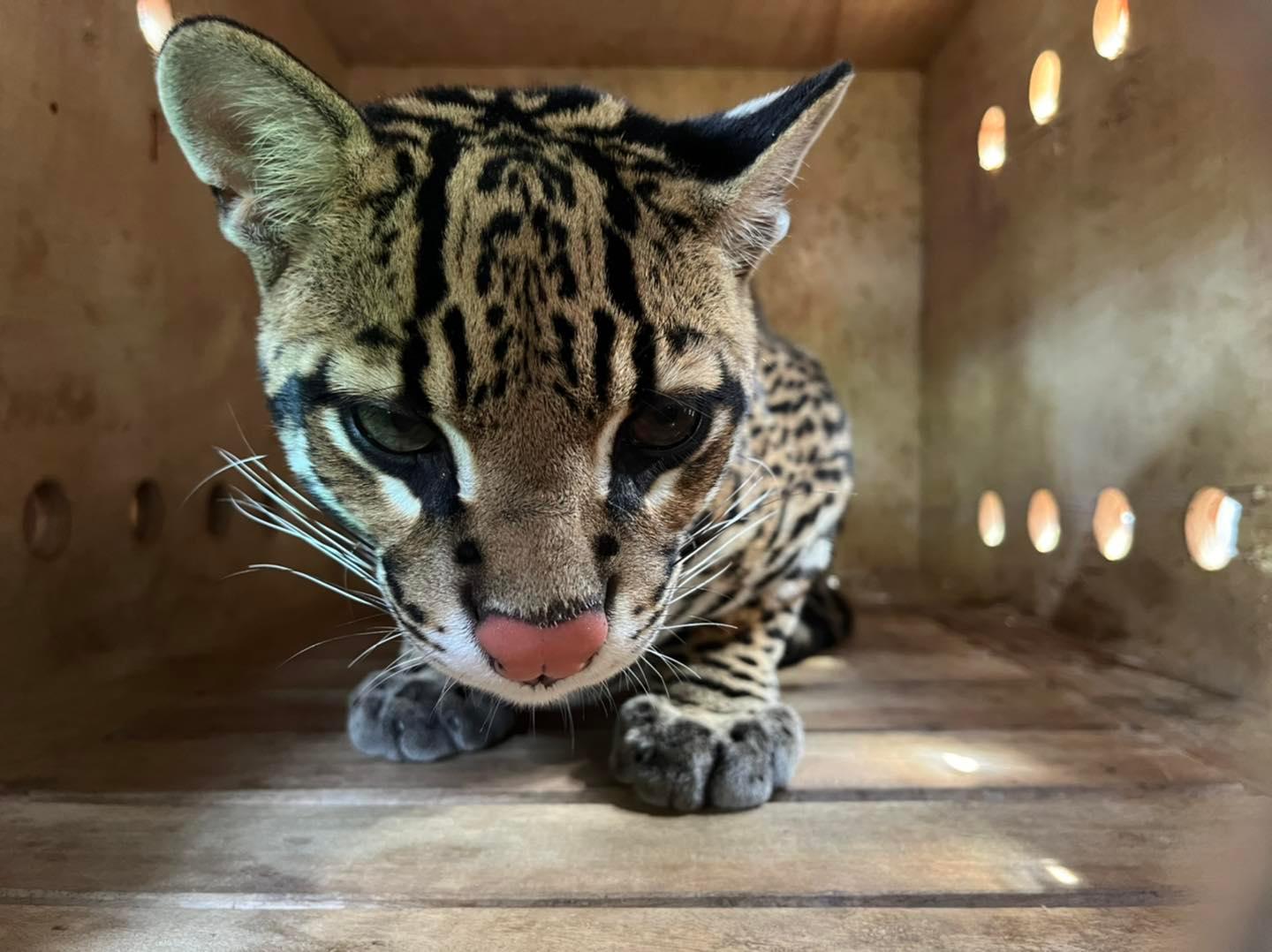 Diferentes especies son rescatas por la oficina de Fauna Silvestre. Foto: GRFFS Goremad