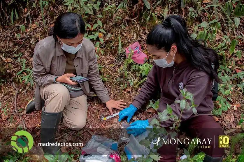 Foto: Mongabay / Radio Madre de Dios